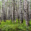 Kebler Aspens